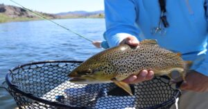 Explorez la pêche au toc en rivière : technique fine pour traquer les truites.