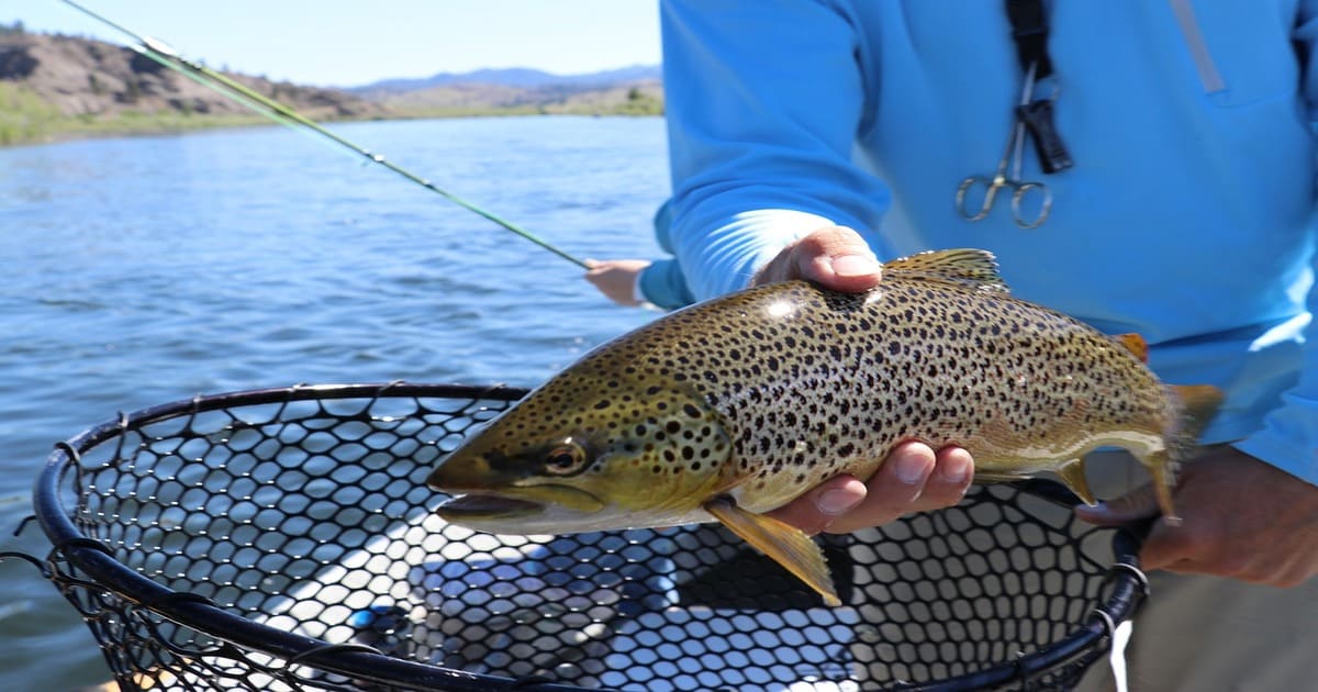 Explorez la pêche au toc en rivière : technique fine pour traquer les truites.
